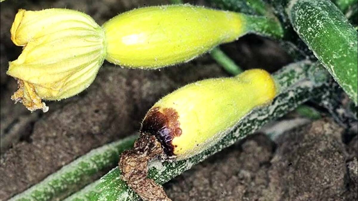 Описание лучших сортов круглых кабачков, особенности выращивания и ухода