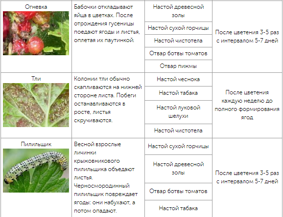 Тля на крыжовнике: как бороться, чем обработать,народные средства и препараты
