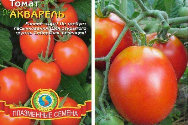 Томат акварель: характеристика, описание сорта, отзывы, фото, урожайность