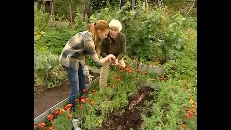 Как вырастить томаты по методу кизимы