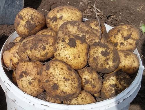 Рекордно быстрые сроки созревания — картофель метеор: описание сорта и советы по выращиванию
