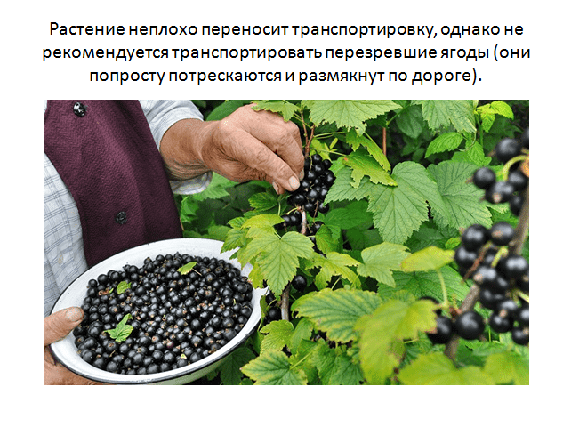 Смородина дачница - описание сорта. характеристика куста черной смородины. преимущества и недостатки, применение плодов. особенности агротехники - посадка и уход. подготовка к зиме. сбор и хранение урожая. профилактика заболеваний