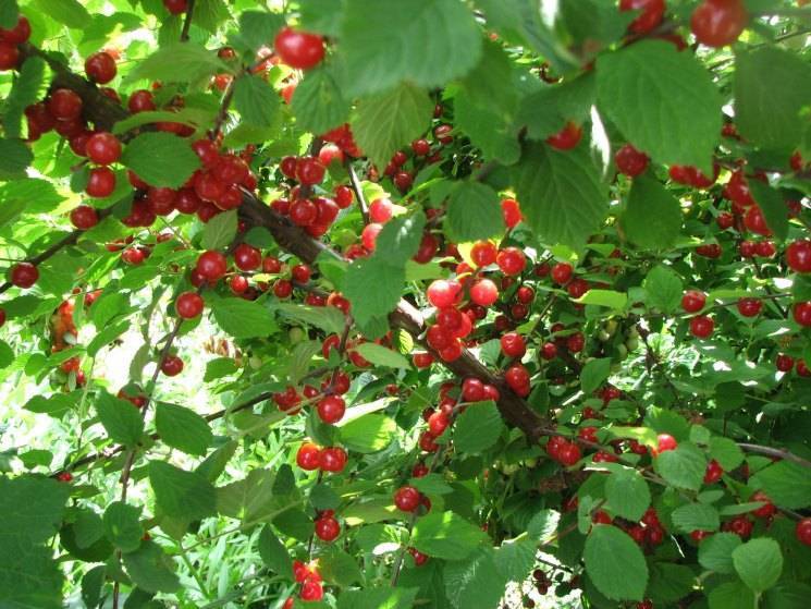 Вишня войлочная — сорта