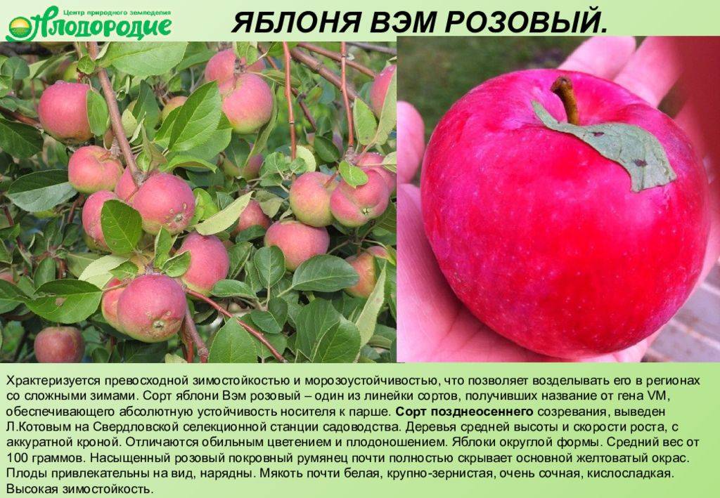 Яблоня солнышко: особенности сорта и ухода