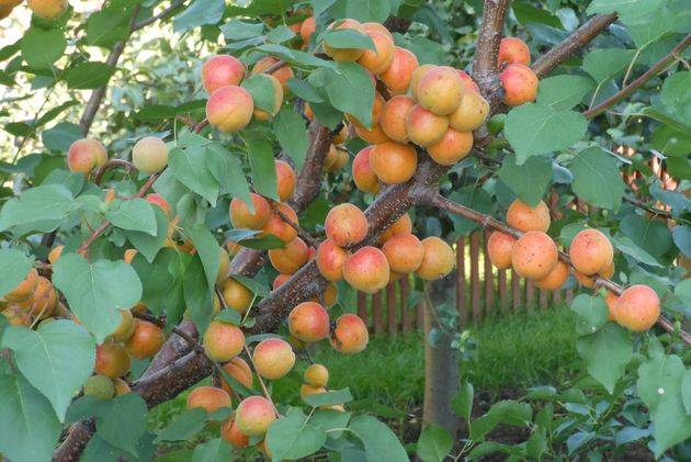 Правильная посадка саженца абрикоса в открытый грунт