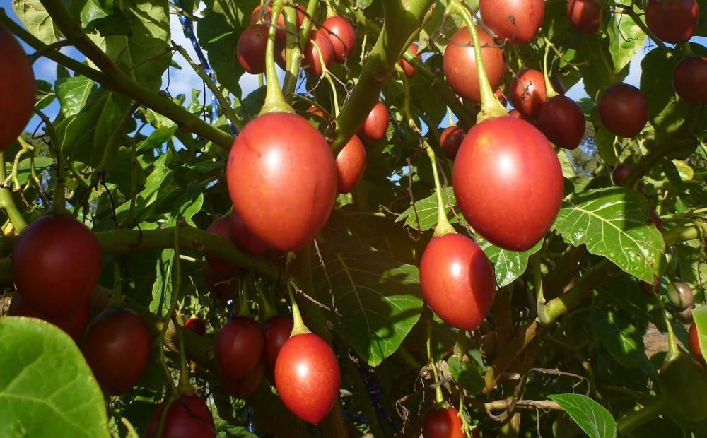 Что за фрукт тамарилло, как его кушать и выращивание томатного дерева