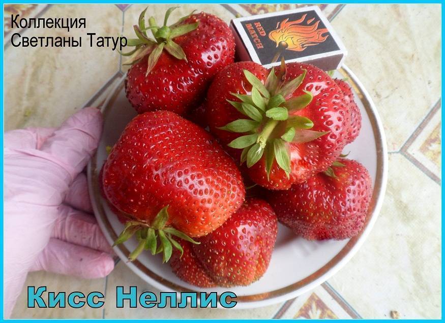 Клубника кисс неллис: описание и характеристики сорта, выращивание и размножение