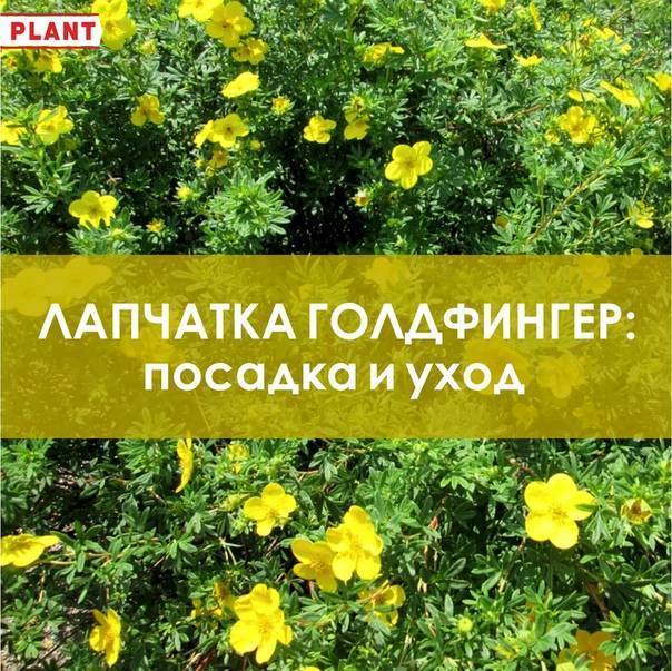 Лапчатка: описание 17 видов, посадка, уход (100 фото)+отзывы
