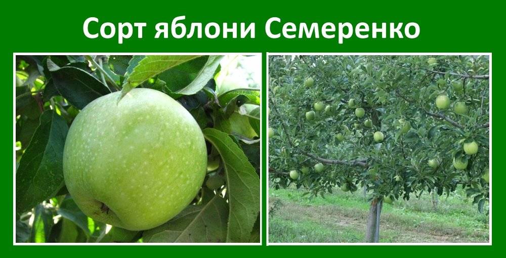 Яблоки семеренко описание и характеристики сорта польза и вред выращивание