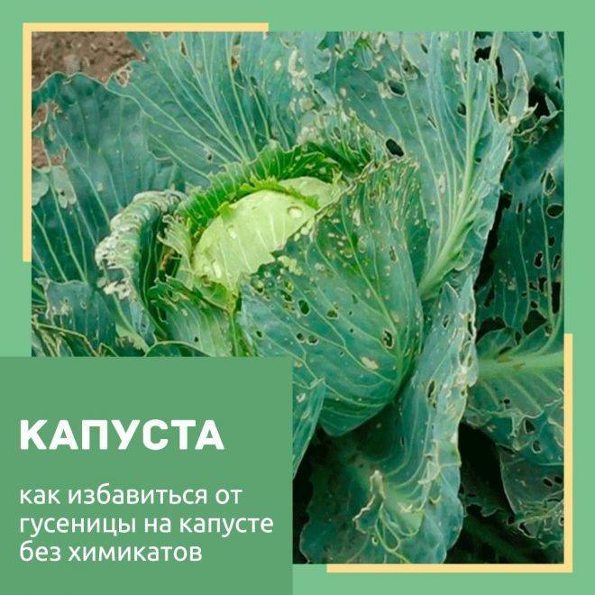 Чем и как обработать капусту от гусениц — народные средства и препараты. борьба с капустной гусеницей