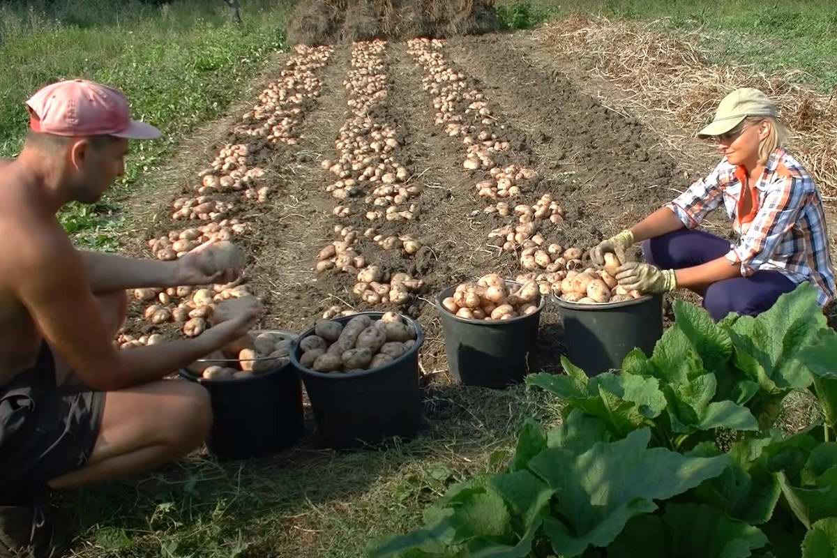 Посадка картофеля весной в открытый грунт в 2023 году