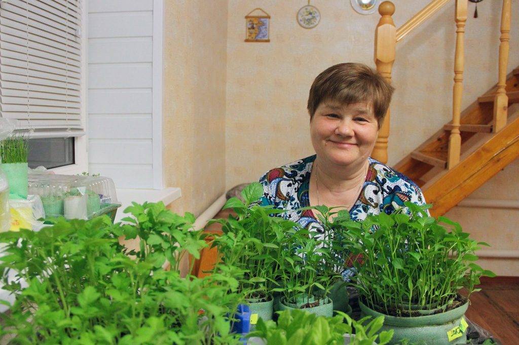 Рассада в пеленках из пленки: посадка в пеленки, выращивание и пикировка рассады + видео от юлии миняевой