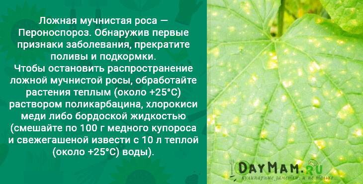 Бледные листья у огурцов - что делать и чем подкормить
