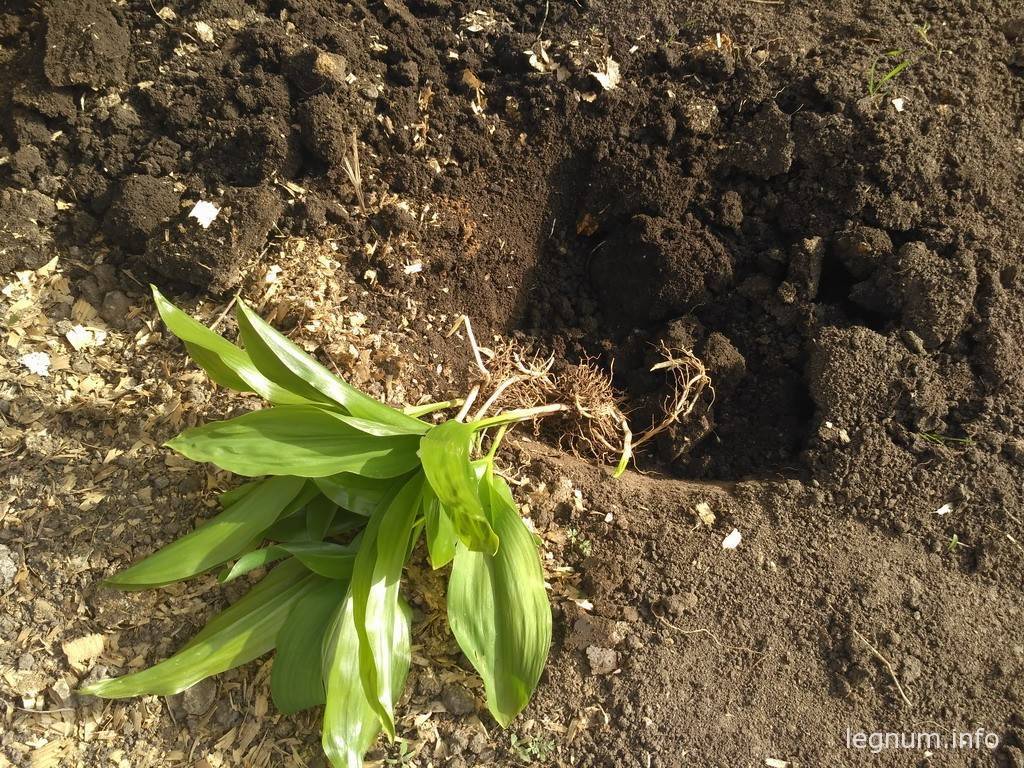 Когда пересаживать хосту