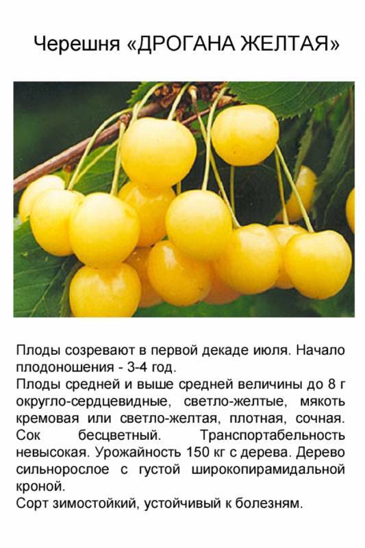Черешня россошанская золотая: описание и характеристики сорта, выращивание с фото