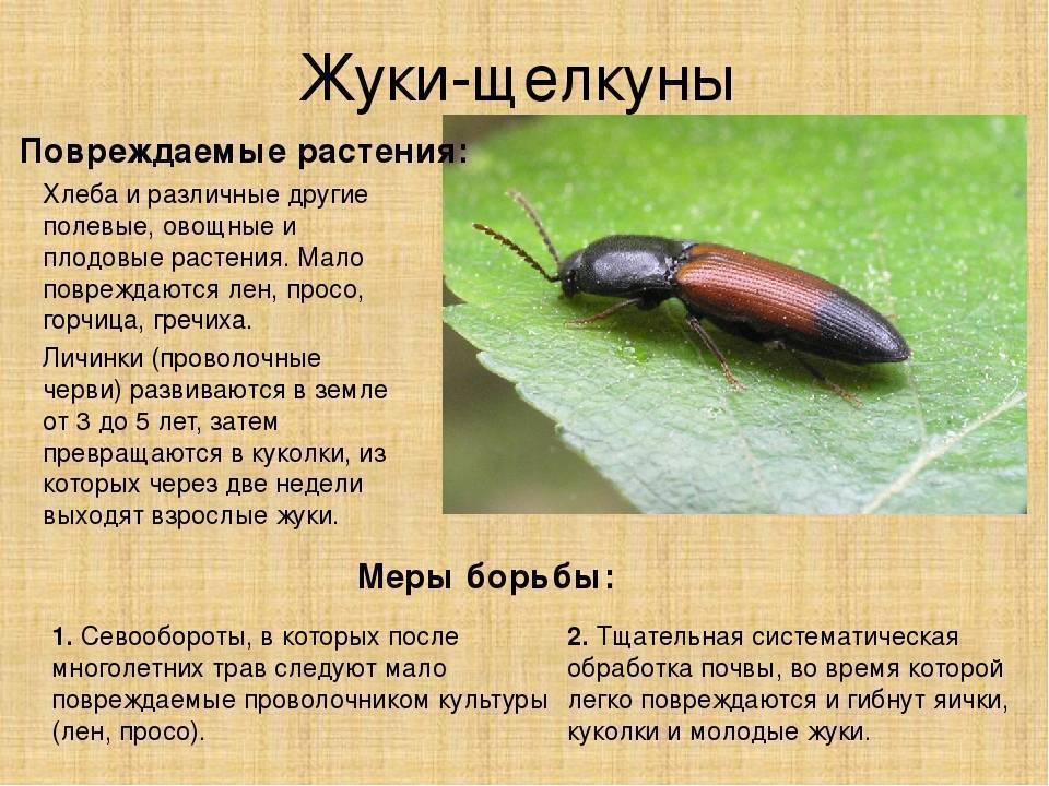 Как избавиться от жука щелкуна народными средствами и препаратами, меры борьбы