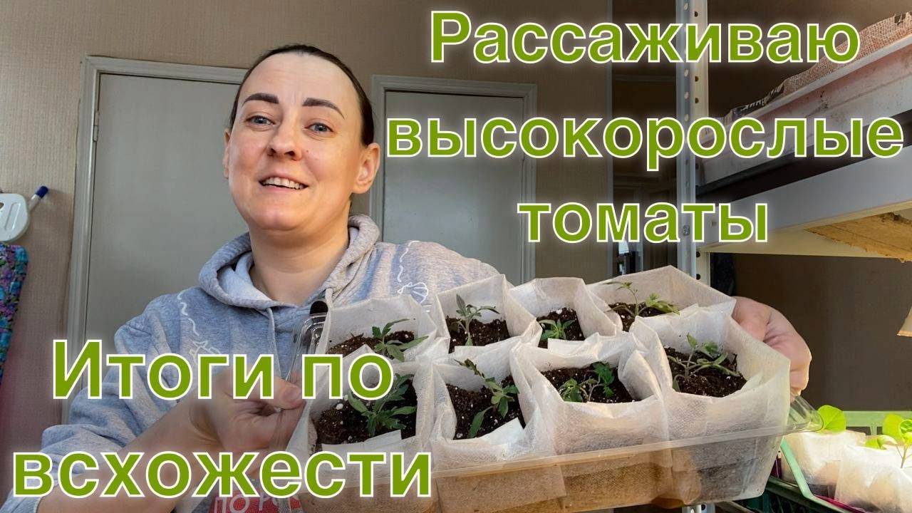 Как проверить семена томатов на всхожесть в домашних условиях