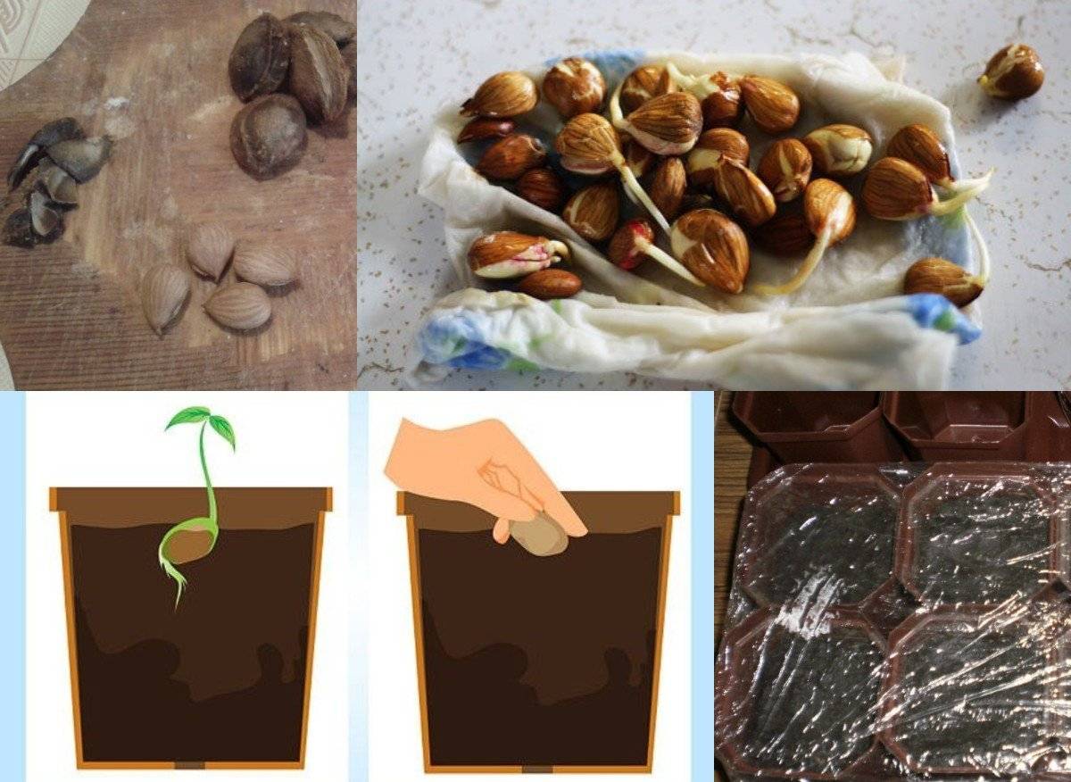 Персик из косточки: как вырастить в домашних условиях и на участке