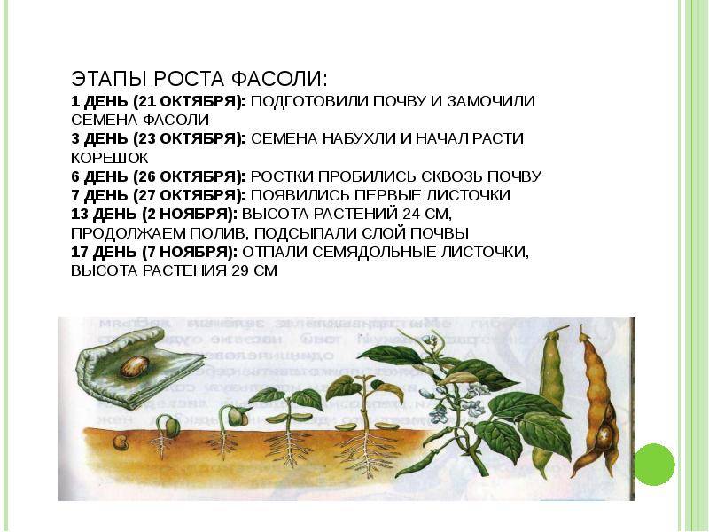 Как посадить фасоль, чтобы она быстрее проросла