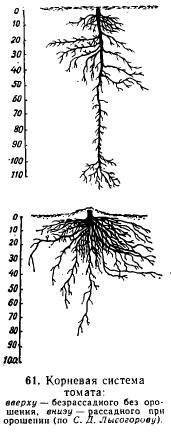 Длина корень. Корневая система томатов глубина. Глубина корневой системы помидор. Корневая система у томатов и огурцов. Помидоры глубина залегания корней.
