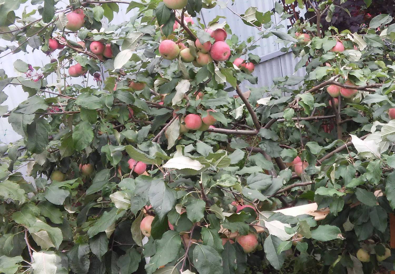 Карликовая яблоня чудное: описание сорта, фото, отзывы садоводов и морозостойкость