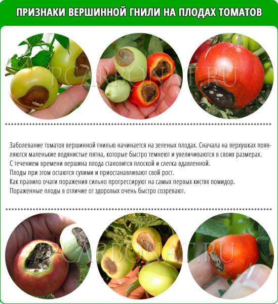 Болезни томатов: их лечение, обработка помидор