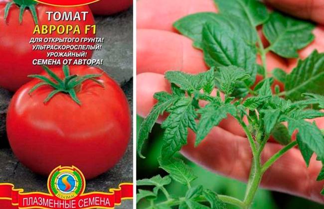 Томат аврора: характеристика и описание сорта, его урожайность с фото