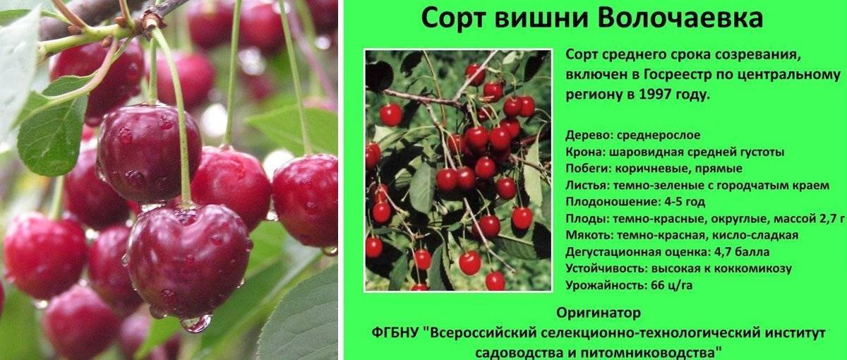 Лучшие сорта вишни для средней полосы россии, самоплодные, ранние и низкорослые