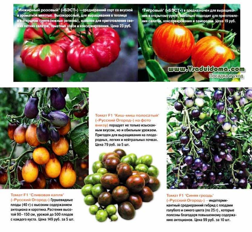 Описание сорта томата анастасия — особенности выращивания