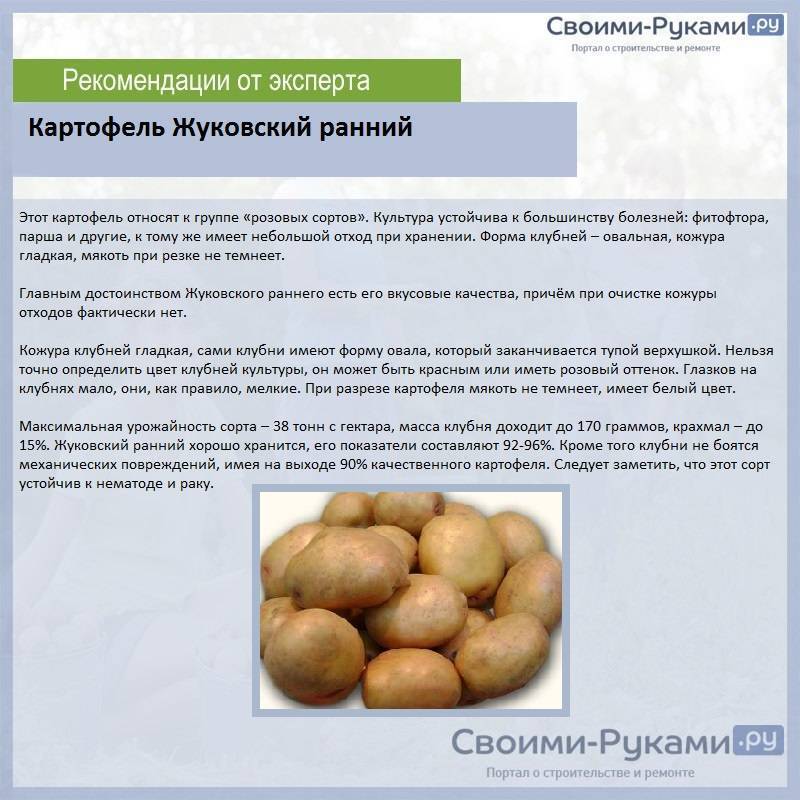 Картофель зорачка: характеристика и описание сорта, отзывы, урожайность, фото
