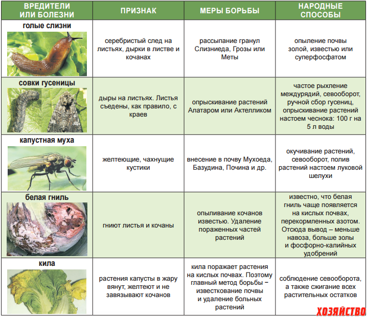 Средство от болезни огурцов. Средство для борьбы с вредителями капусты. Болезни и вредители овощных культур. Защита от вредителей и болезней овощи. Методы борьбы с вредителями таблица.