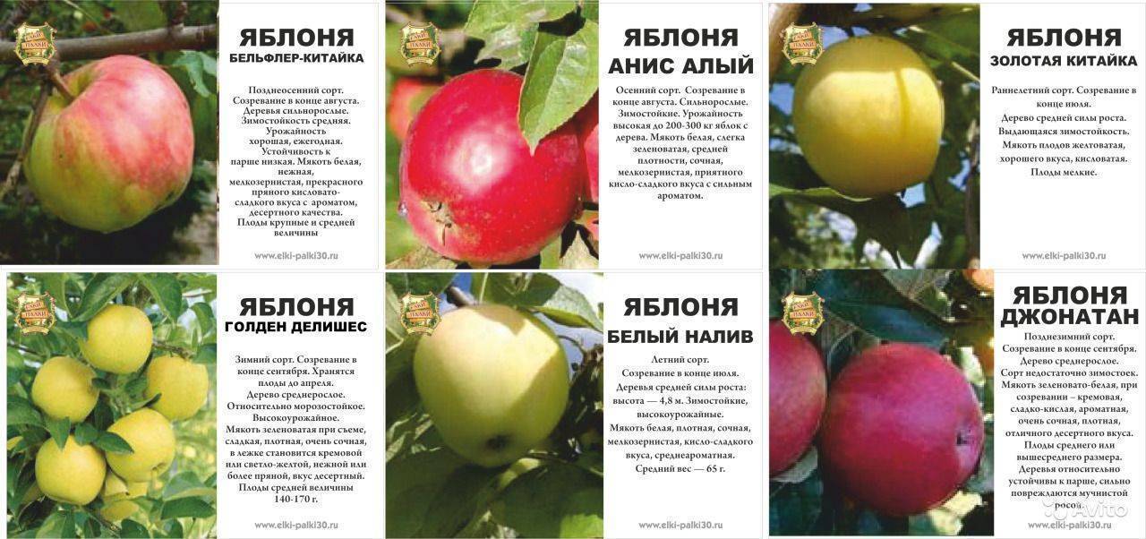 Почему яблоня башкирская красавица стала самой востребованной в средней полосе