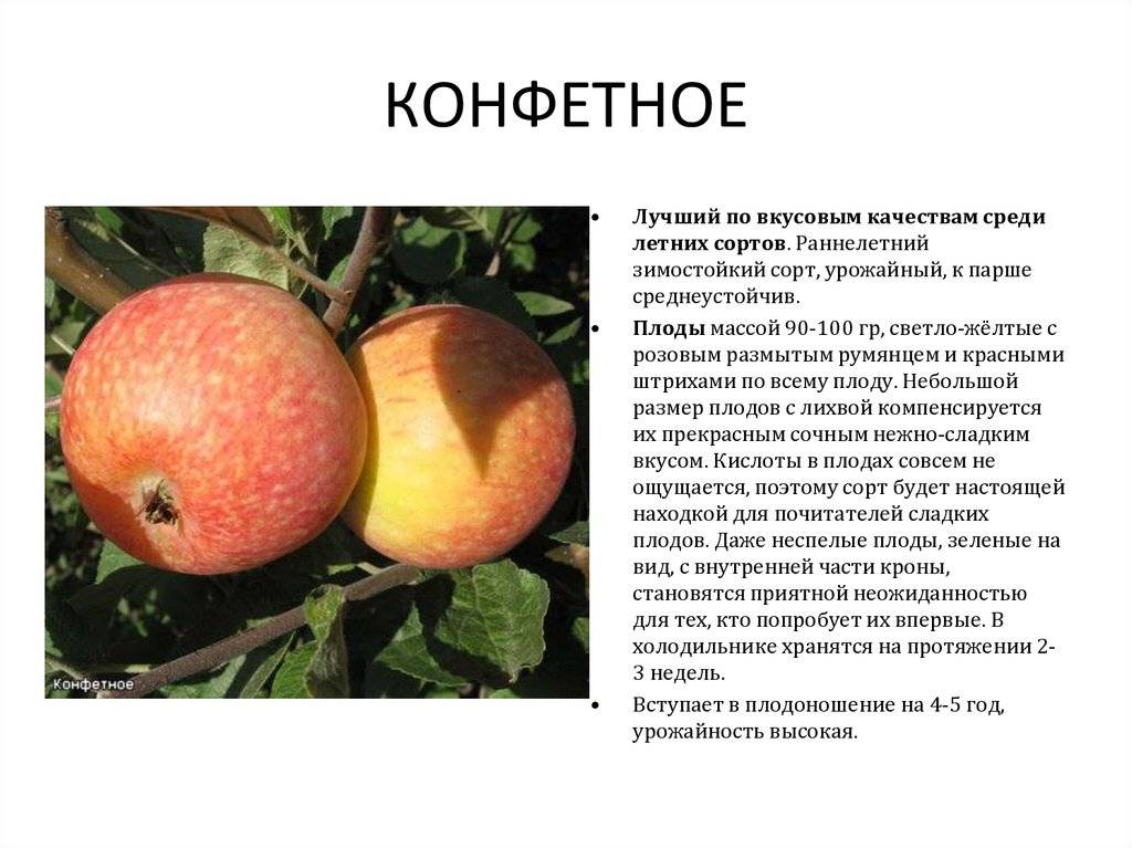 Яблоня конфетное: описание с фото, отзывы, посадка и уход