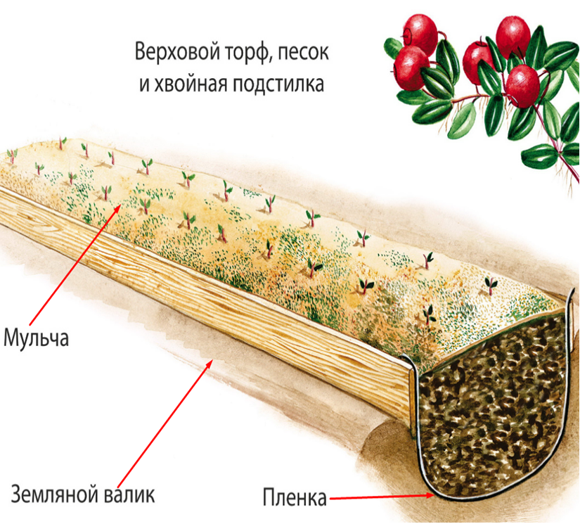 Брусника садовая, посадка и уход | во саду и в огороде