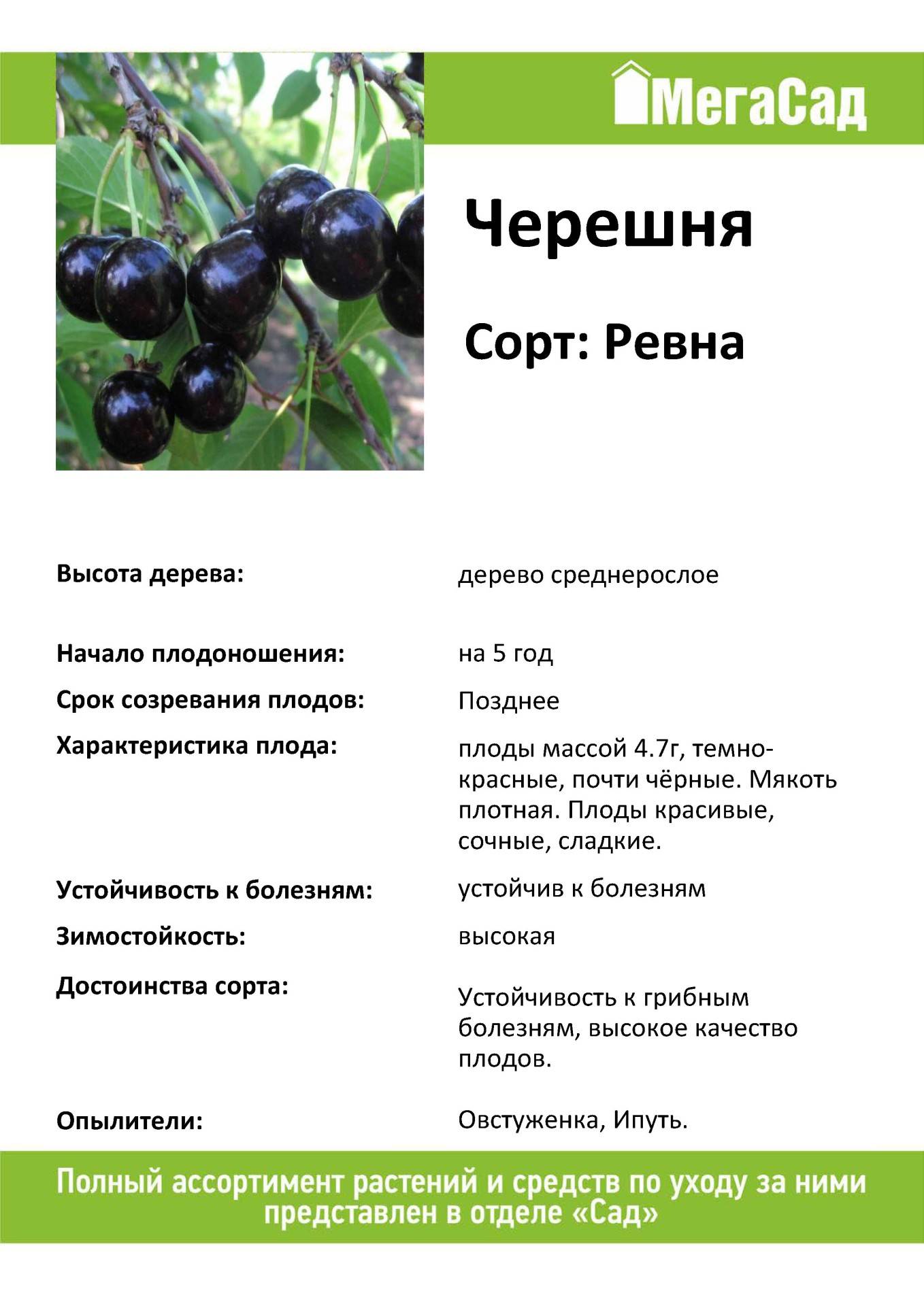 Черешня ленинградская черная: описание сорта, фото, отзывы