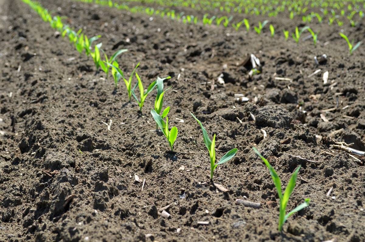 Посадка кукурузы: как сажать в открытый грунт на даче весной, секреты правильного посева семенами, схемы и видео
