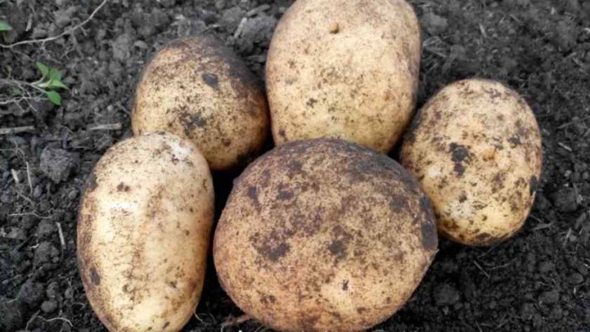 Описание и характеристики 15 лучших сортов картофеля для Белоруссии