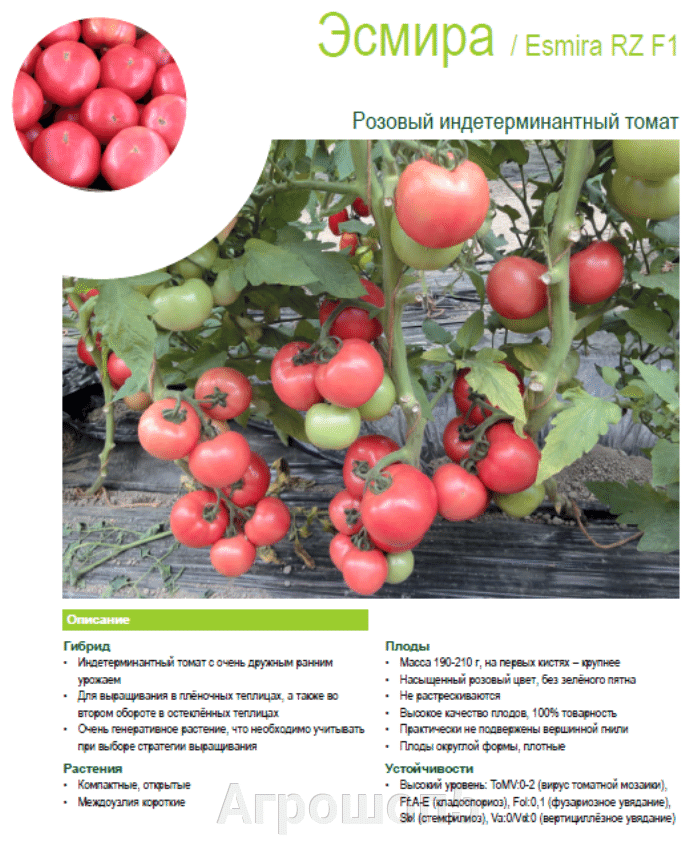 Семена томат воевода f1: описание сорта, фото. купить с доставкой или почтой россии.