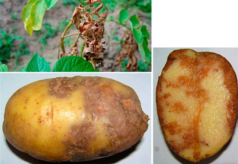 Чем и как лечить картофель от болезней и вредителей