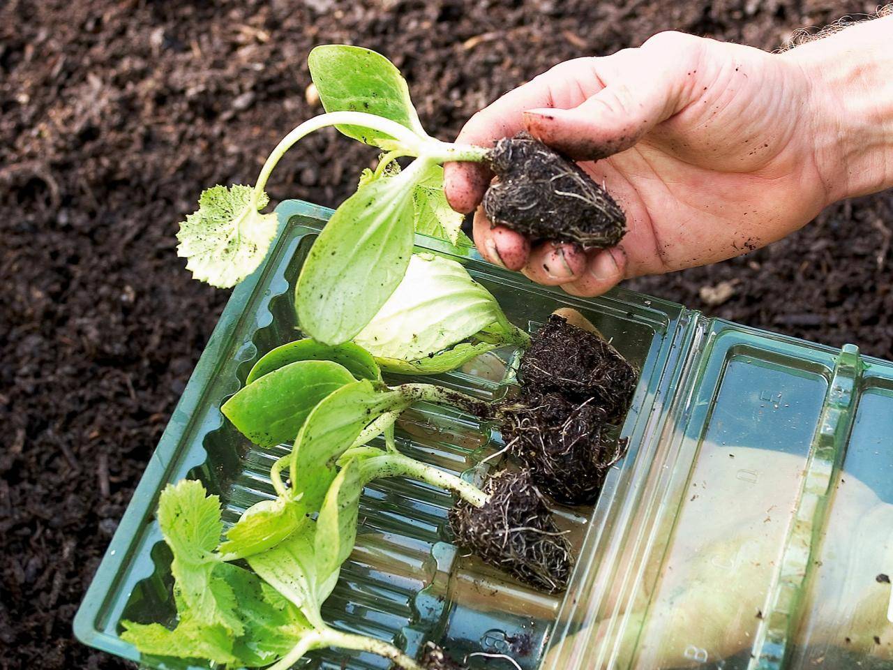 Как сажать кабачки в открытый грунт семенами и рассадой?