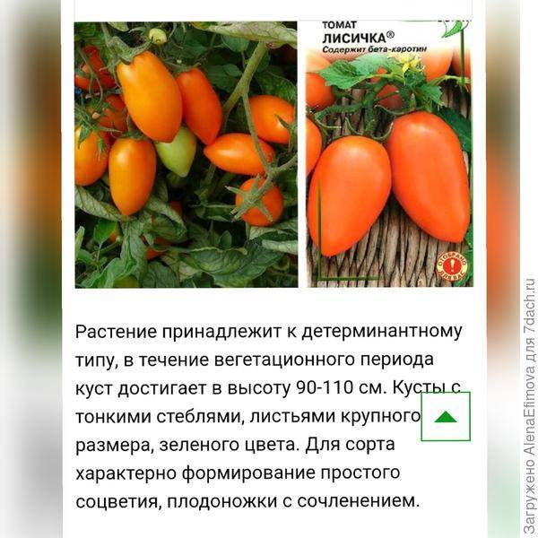 Описание детерминантного сорта томата Лисичка и агротехника выращивания