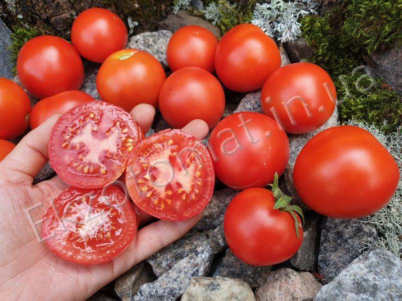 Лучшие сорта томатов для сибири 2023 года | огородникам инфо