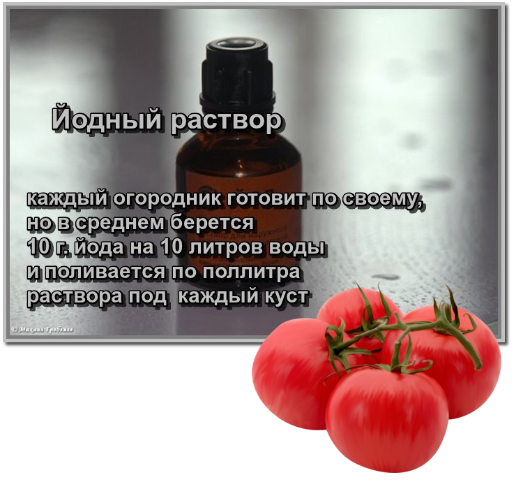 Подкормка и обработка помидор йодом, разные рецепты для теплицы и открытого грунта