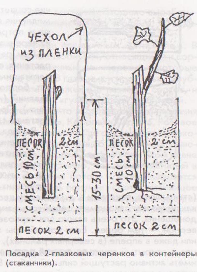 Черенкование винограда весной для начинающих в картинках пошагово