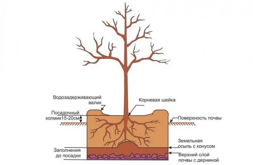 Как выглядит корневая шейка у груши фото