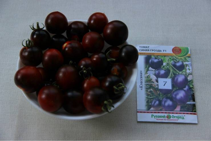Характеристики сорта томат «черная гроздь f1» по отзывам и фото