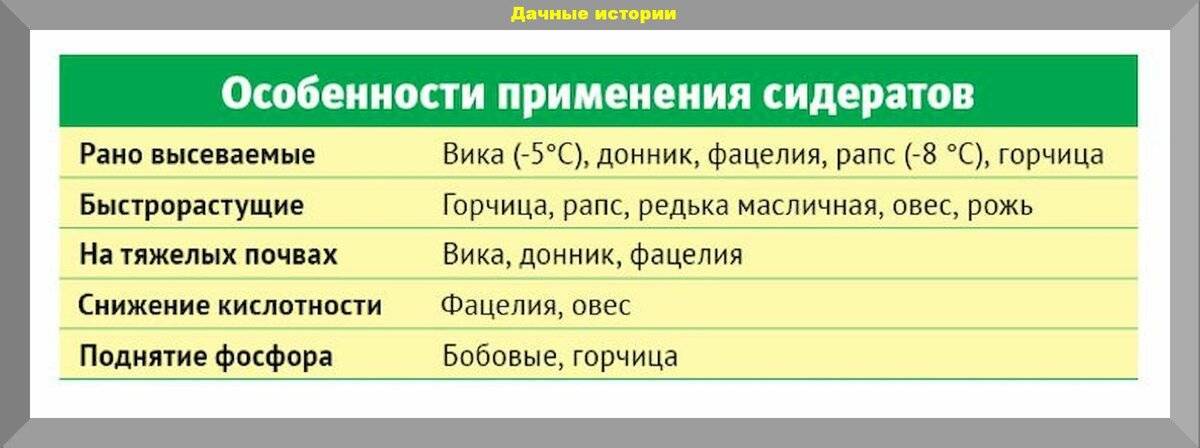 Сидераты для клубники: какие лучше посадить в междурядьях летом, что посеять в августе и осенью