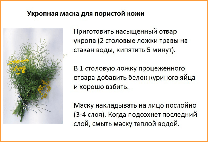 Семена укропа полезные свойства и противопоказания