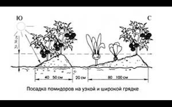 Схема посадки томатов в открытый грунт