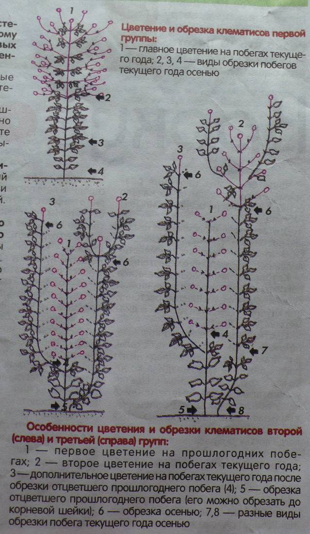 Клематисы второй группы обрезки сорта с фото и описанием